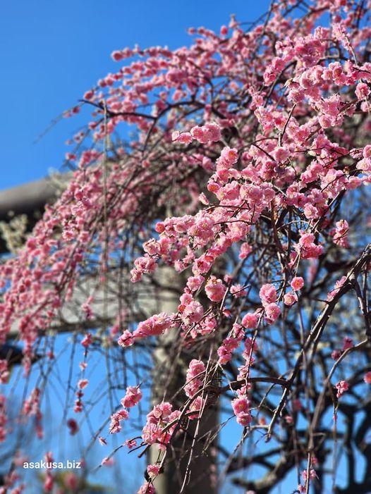 上野恩賜公園五條天神社