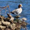 隅田公園の緋鳥鴨