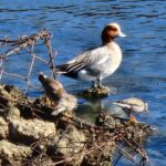 隅田公園の緋鳥鴨