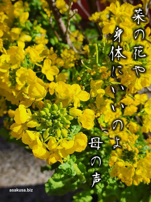 菜の花