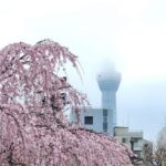 浅草寺のしだれ桜