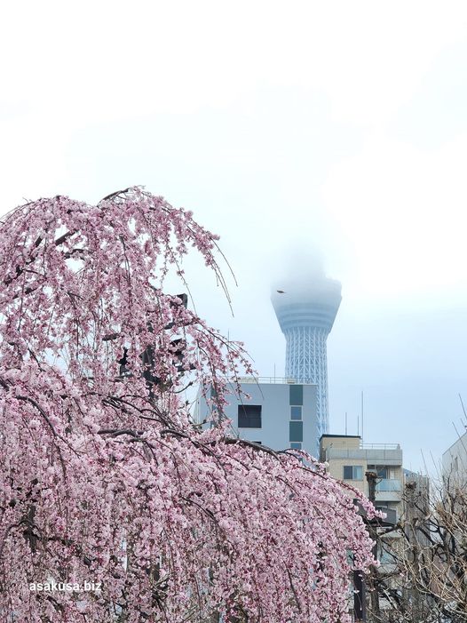 浅草寺のしだれ桜