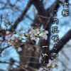 浅草富士浅間神社の桜