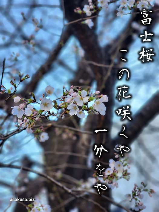 浅草富士浅間神社の桜