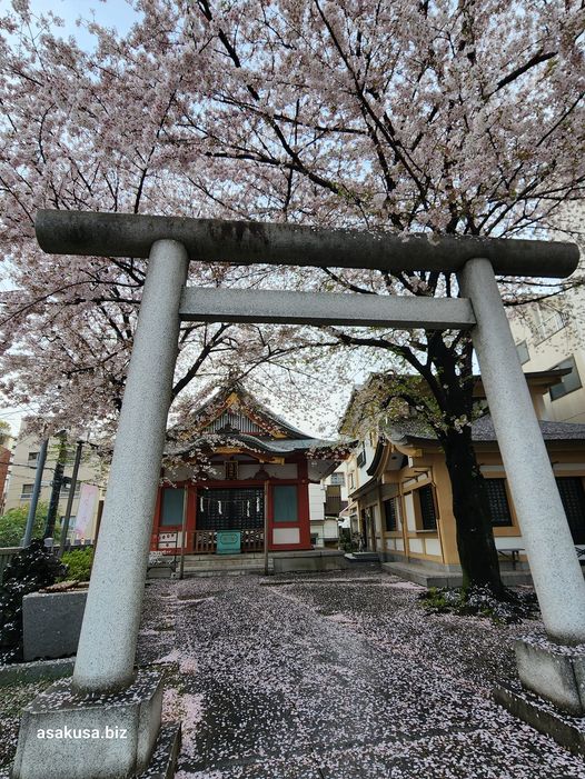 浅草富士浅間神社の「さくら詣」