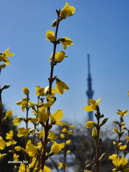 隅田公園