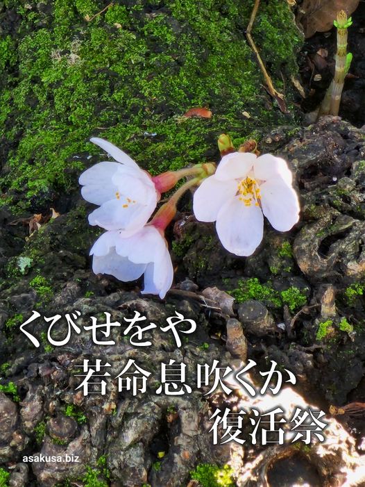 吉原弁財天の桜