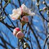 石濱神社「源平桃」