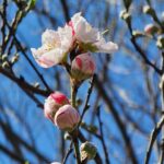 石濱神社「源平桃」