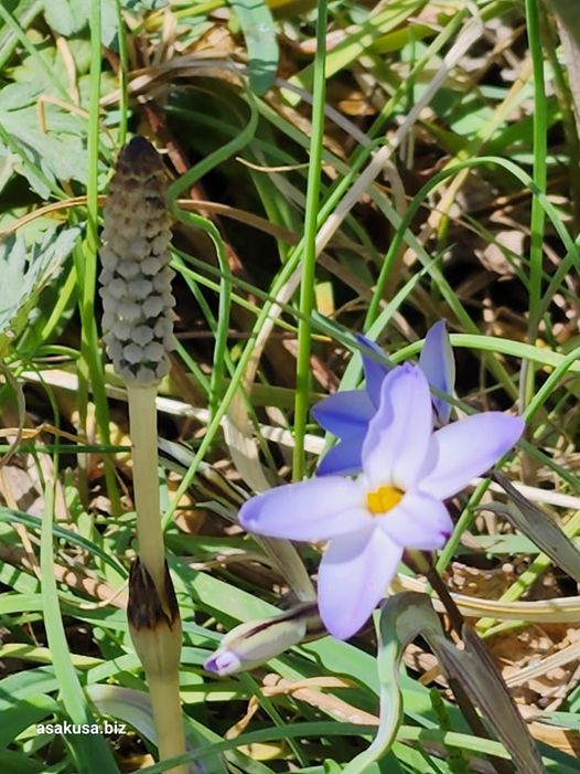 向島百花園の土筆