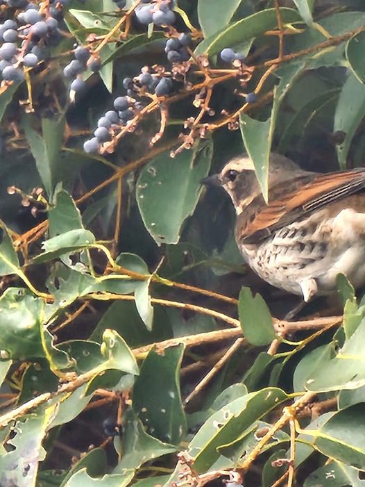 上野公園のツグミ