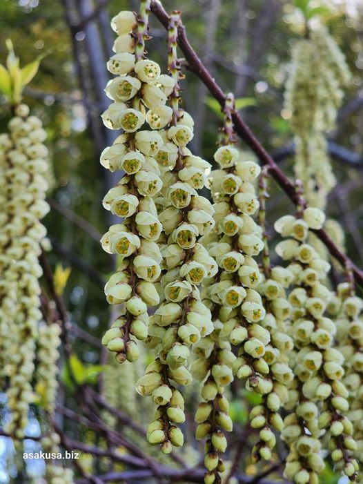 向島百花園の木五倍子（きぶし）