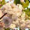 鷲神社前の一葉桜