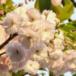 鷲神社前の一葉桜