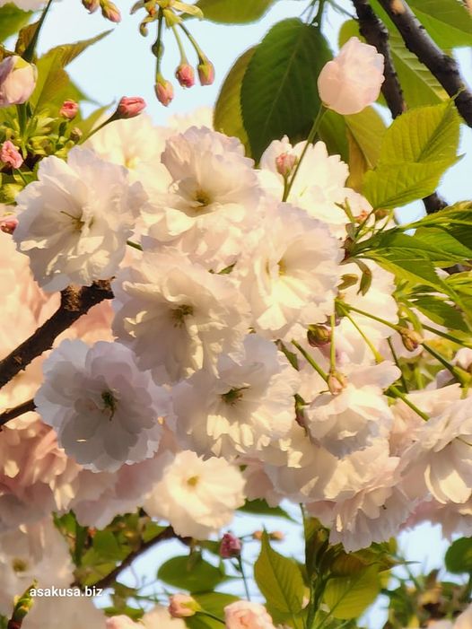 鷲神社前の一葉桜