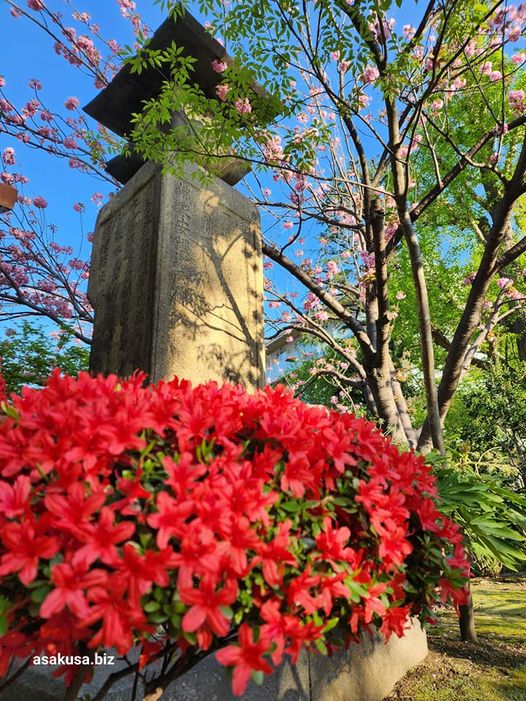 浅草寺の躑躅