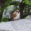 隅田公園の雀