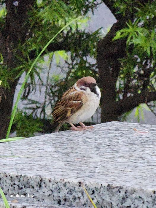 隅田公園の雀