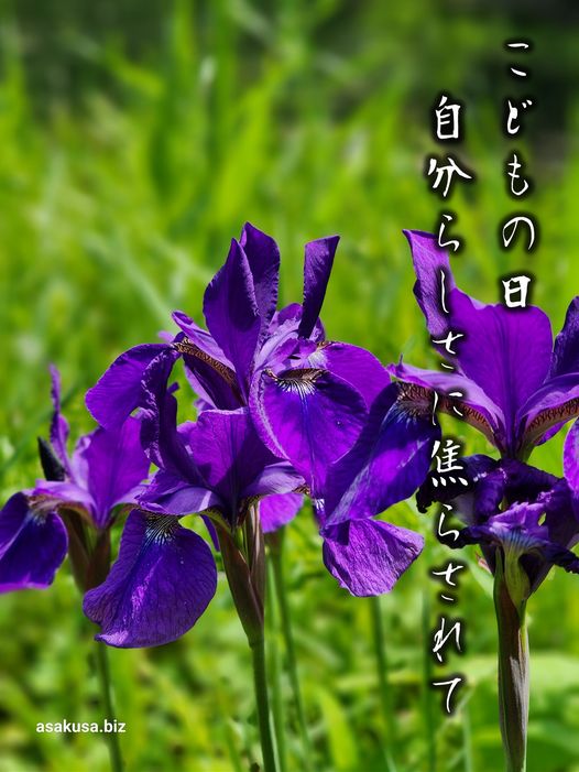 向島百花園の花菖蒲