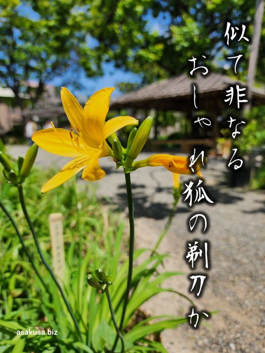 向島百花園のムサシキスゲ