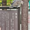 石濱神社の雉鳩