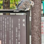 石濱神社の雉鳩