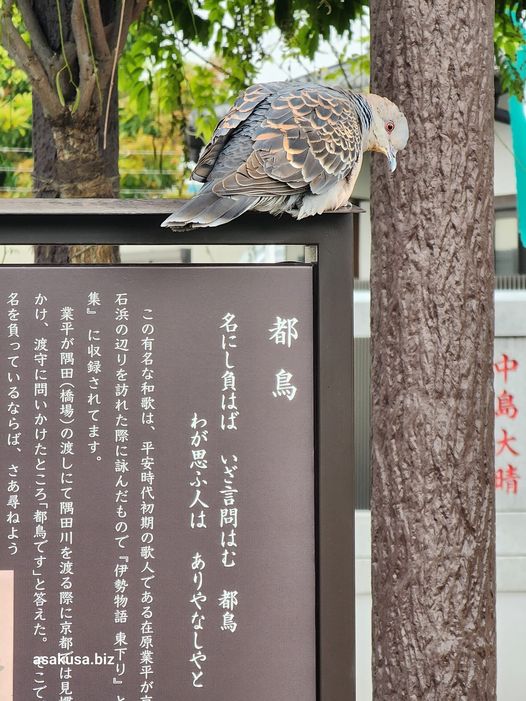 石濱神社の雉鳩