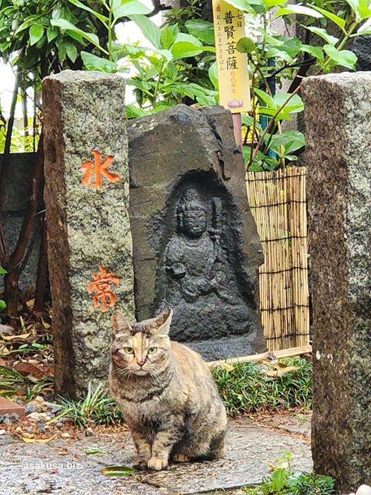 吉原弁財天の宮猫