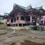 今戸神社の宮猫