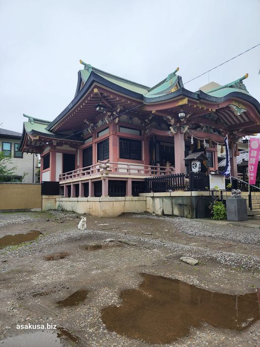 今戸神社の宮猫