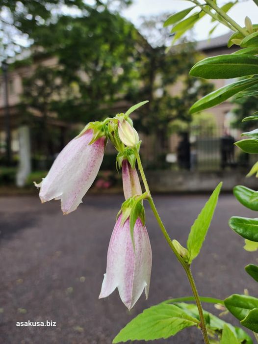 東京藝術大学奏楽堂