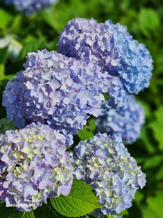 隅田公園の紫陽花