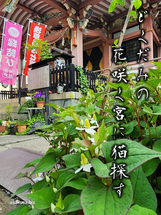 今戸神社のどくだみ