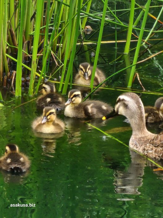 向島百花園のカルガモ