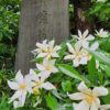 石濱神社のクチナシ