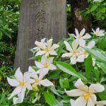 石濱神社のクチナシ