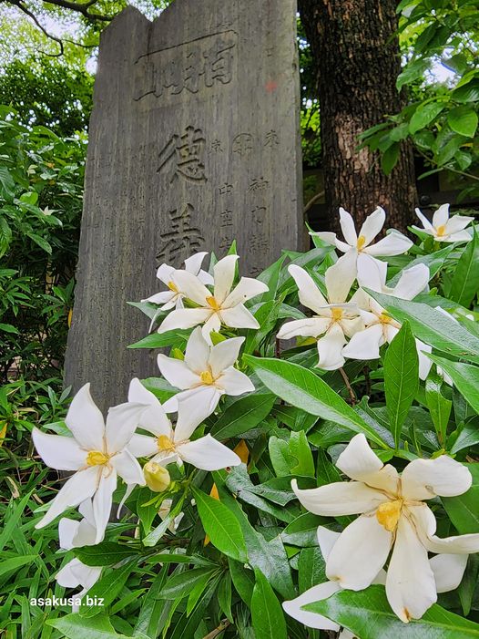 石濱神社のクチナシ