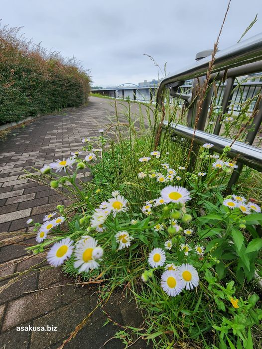 隅田公園のヒメジョオン