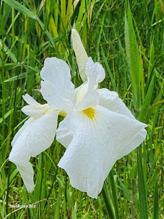 向島百花園の花菖蒲