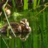 向島百花園のカルガモ