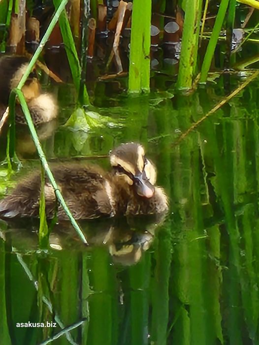 向島百花園のカルガモ