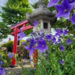 石濱神社の桔梗