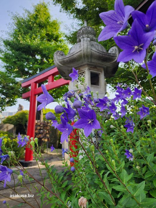 石濱神社の桔梗