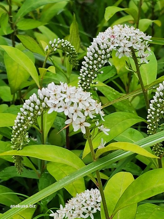 向島百花園の虎尾草