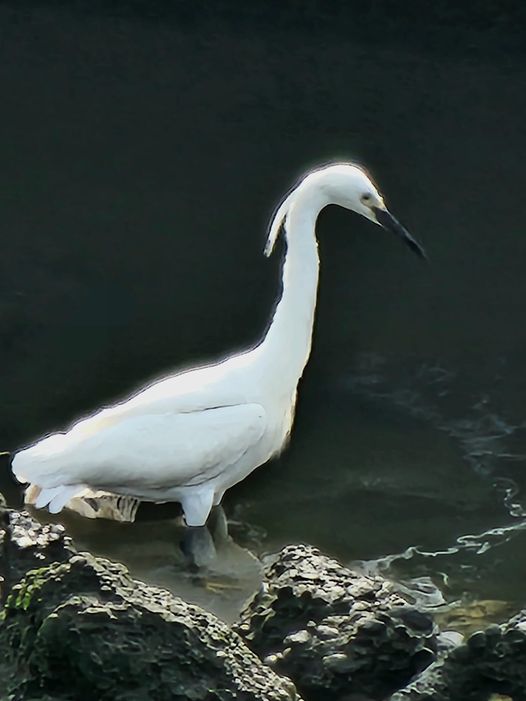 隅田公園のコサギ