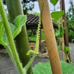 向島百花園の瓢箪