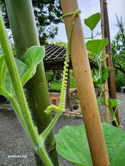 向島百花園の瓢箪