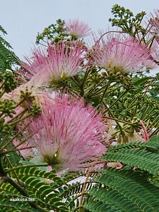 向島百花園のねむの木