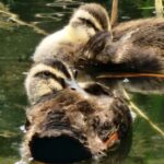 向島百花園のカルガモ