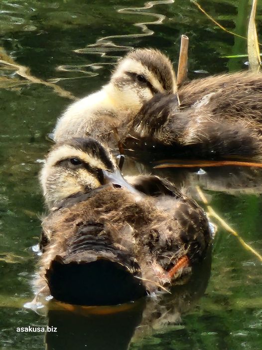 向島百花園のカルガモ